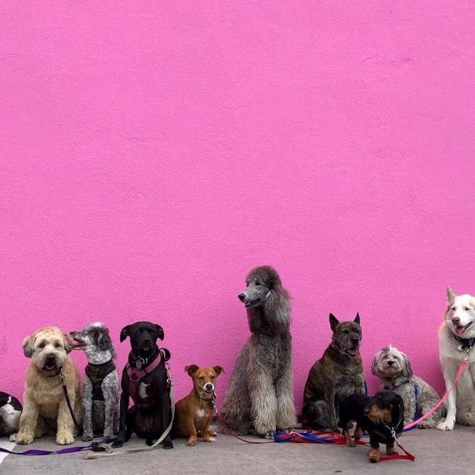 tienda en linea de mascota , tu mejor compañia , se lo merese todo